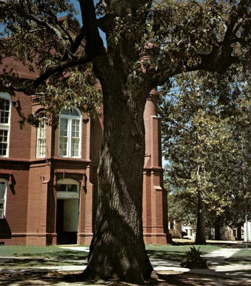 Center Hanging Oak-1969